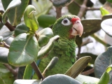 Endangered Puerto Rican parrot. Photo credit: Tom MacKenzie, USFWS