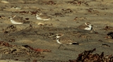 Resting western snowy plovers. Photo credit: Courtesy of Morgan Ball