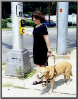 Pedestrian with guide dog at intersection with audible pedestrian signal.