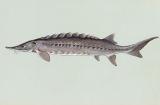 Atlantic sturgeon. Photo credit: Duane Raver, courtesy of USFWS Digital Library System 