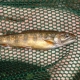 Wild brook trout. Photo credit: Conte Anadromous Fish Research Center