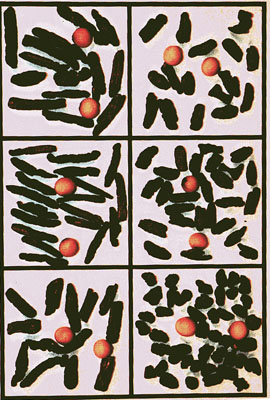 soy Sclerotinia sclerotorium