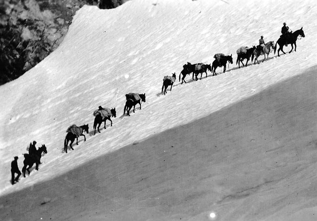 Packtrain, Mt. Goddard California, 1907