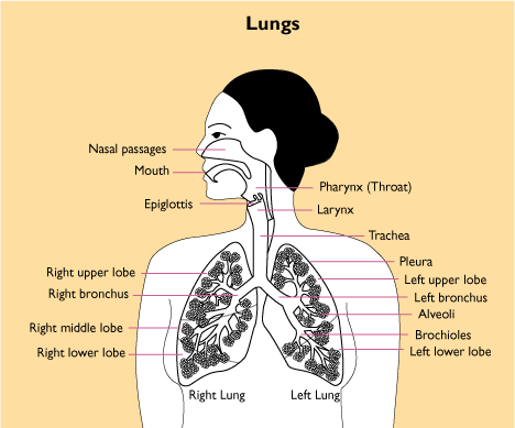 diagram of the lungs