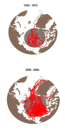 Data from Arctic buoys reporting surface air temperatures and sea level pressure were used to create sparse storm  tracks from 1950 to 1972.  Buoys also captured the data used to create the more abundant storm tracks from 2000 to 2006.
