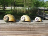 Island applesnail shells. Photo credit: Cassie Thibodeaux, USGS National Wetlands Research Center