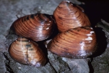Clubshell mussel. Photo credit: Craig Stihler, courtesy of USFWS National Digital Library