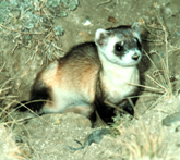 Black-footed ferret