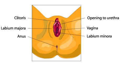 Diagram of female anatomy