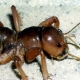 Mahogany Jerusalem Cricket. Photo credit: David Weissman, California Academy of Sciences