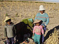 Photo of a Bolivian women and her children harvesting a dryland crop