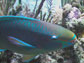 Researchers have found that fishing bans in marine reserves lead to increased populations of parrotfish, which in turn help coral reefs re-establish and grow