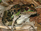 Photo of an adult leopard frog.