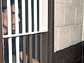 Photo of a prisoner behind bars.