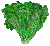 Head of green lettuce