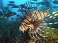Photo of lionfish and other fish.
