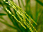 Photo of basmatii rice before harvest.