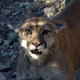 Male mountain lion (Puma concolor). Photo credit: U.S. Fish and Wildlife Service