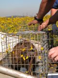 Nutria in cage. Photo credit: USGS