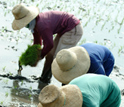 Photo of farmers transplanting rice to their fields.