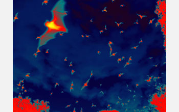 Thermal infrared image of Brazilian free-tailed bats in Texas.