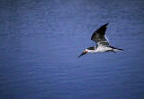 Photo of bird flying over Puget Sound