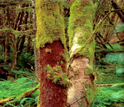 Photo of moss stripped from a tree.