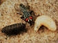 life stages of a flesh fly