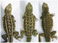 lizards back patterns