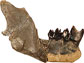lower jaw of Metechinus nevadensis