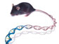 mouse with double helix tail illustration