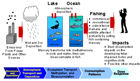Graphic showing mercury emitted from power plants, wet and dry deposition into water, and bioaccumulation in fish, leading to mercury exposure for people and wildlife