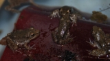 Little frogs (Rana sp.) at research laboratory. Photo credit: L. Robertson, Genomics Lab, Aquatic Ecology Branch, Leetown Science Center