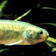 Fathead minnow. Photo credit: USGS Photo Library Archive