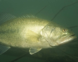 Largemouth bass. Photo credit: Eric Engbretson, courtesy of USFWS National Digital Library