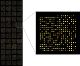 Two-color microarray enlarged to show detail. Photo credit: L. Robertson, Genomics Lab, Aquatic Ecology Branch, Leetown Science Center