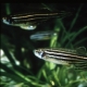 Zebrafish. Photo credit: ZFIN and Oregon Zebrafish Laboratories