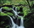 Photo of a forested creek