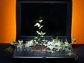 A plant on a keyboard symbolizes the use of cyberinfrastructure to further biological plant science.