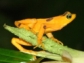 Photo of the Panamanian golden frog, one of more than 100 disappearing species of harlequin frogs.