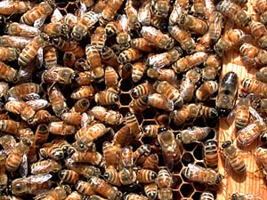 Picture of Worker Honeybees and Drones