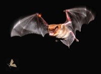 Photo of a bat pursuing a moth.