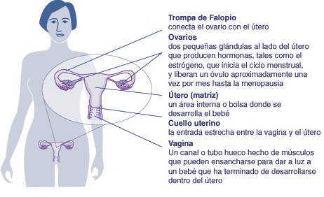 Sistema reproductiva de una mujer