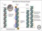 Graphic of strands of DNA showing variation in compression of base pairs.