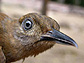 Close-up photo of a bird