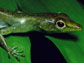 Photo of green-blooded lizard from New Guinea