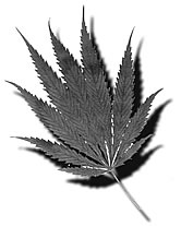 marijuana leaf