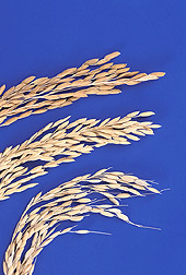 Three varieties of rice: Click here for full photo caption.