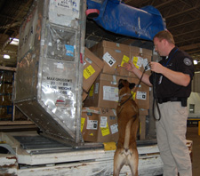 Photo of dog handler and explosives detection canine searching air cargo