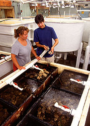 Laura McConnell and Jennifer Harman-Fetcho in the Horn Point oyster hatchery. Link to photo information